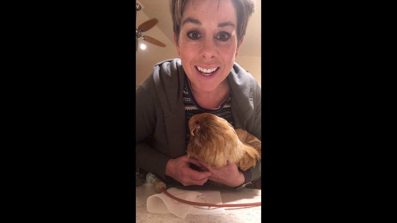 A tribute to Chizzers, my crossbeak chicken. Instructions on tube feeding a chicken safely.