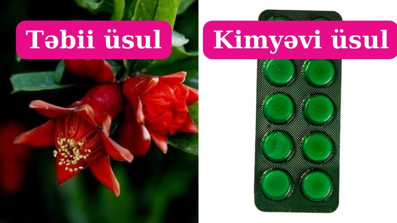 Toyuq-cücələrdə ağ və yaşıl ishalın təbii və dərmanla müalicəsi!