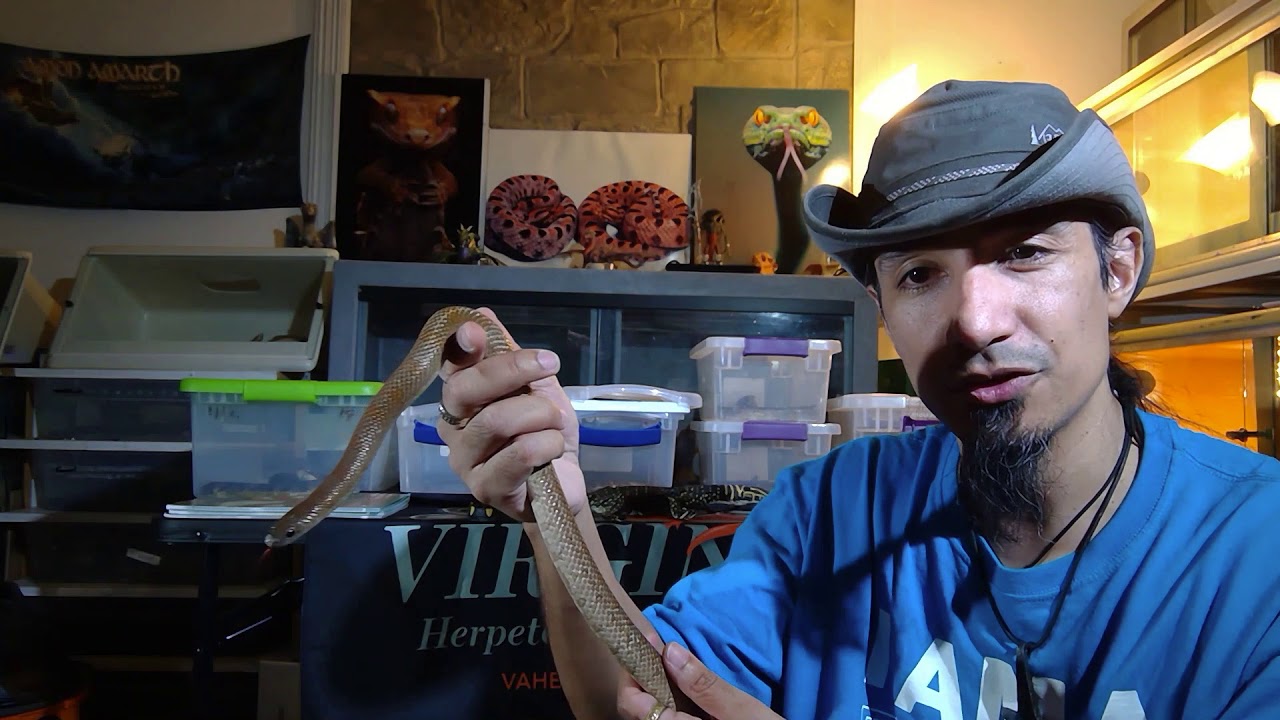 Mole King Snake with Larry Mendoza