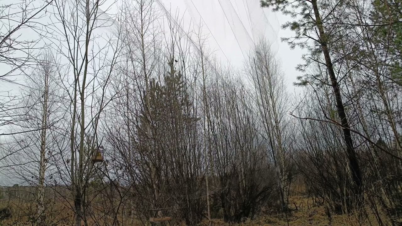 Ловля птиц.