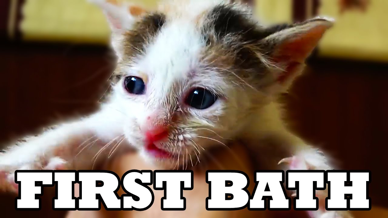 First bath for street kitten / rescue in our life | Lucky Paws