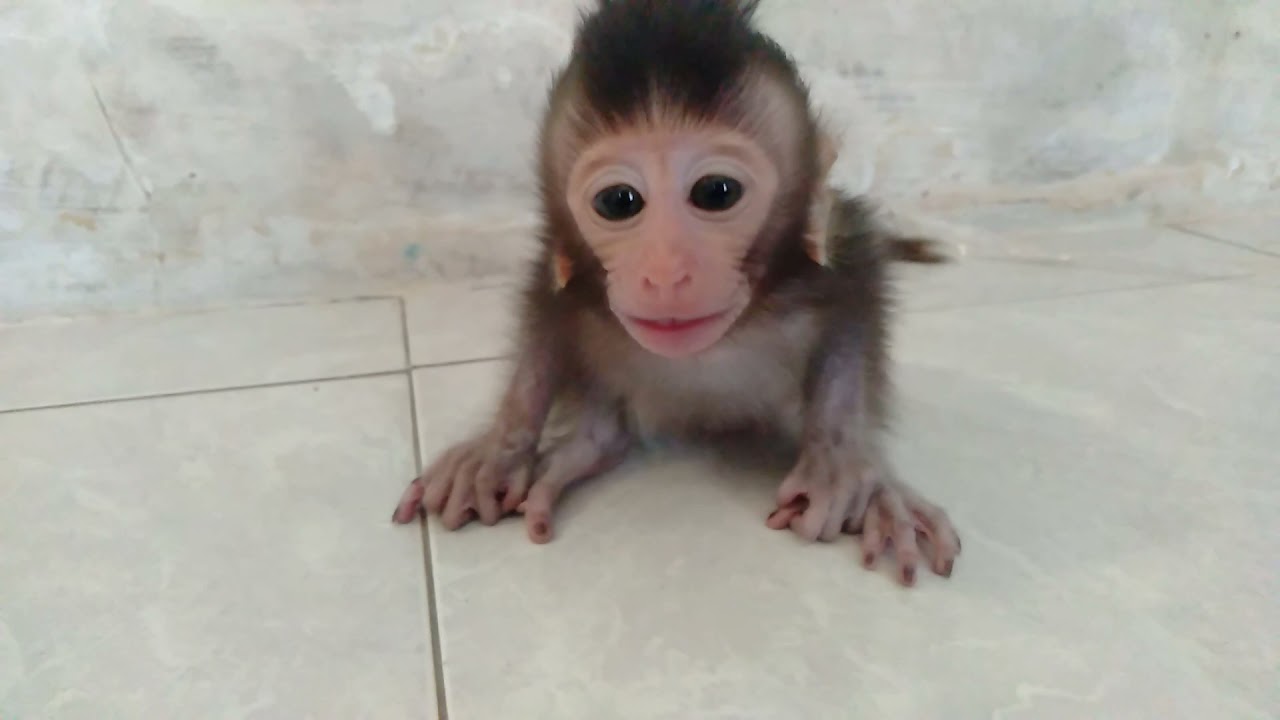 Baby Monkey  Alone Call Mom