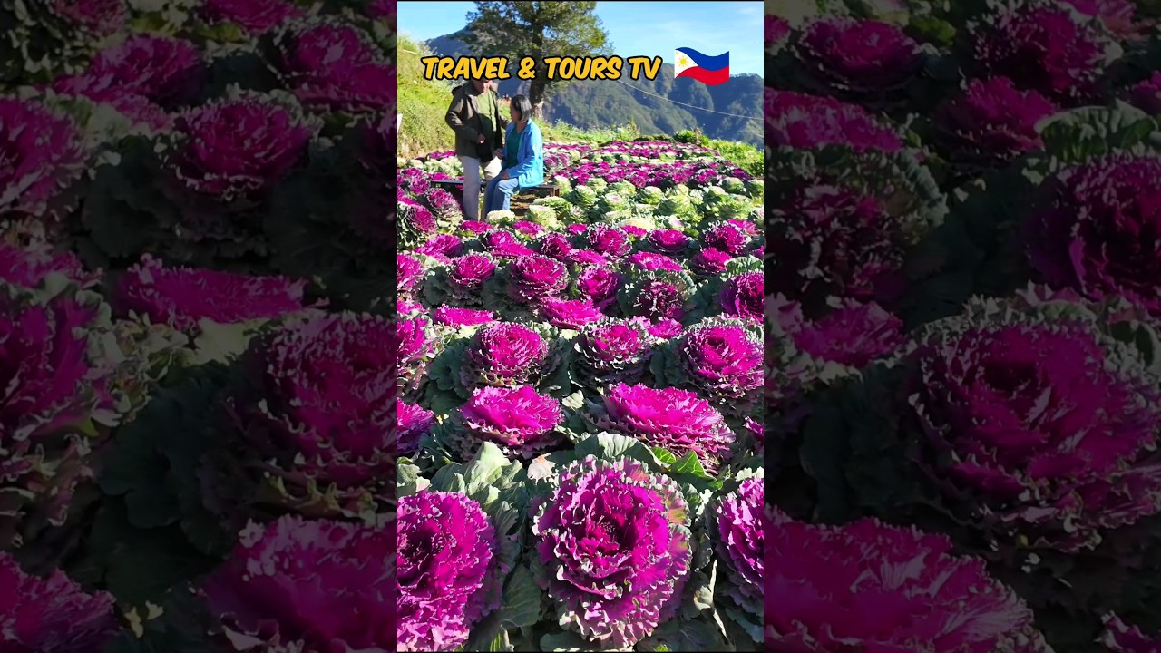 Beautiful Tourist Spot, Northern Blossom Flower Farm Baguio, Atok Benguet Philippines 4K 🇵🇭 #4kwalk