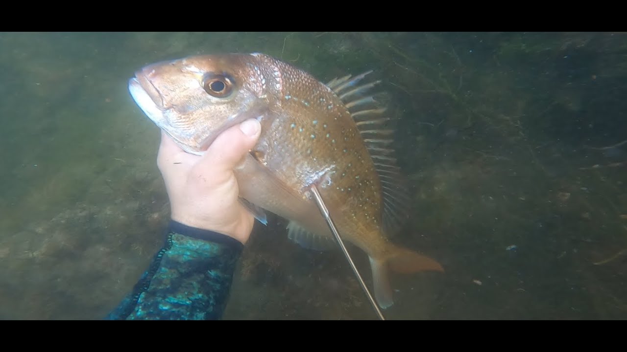 Spearfishing Port phillip bay 2023