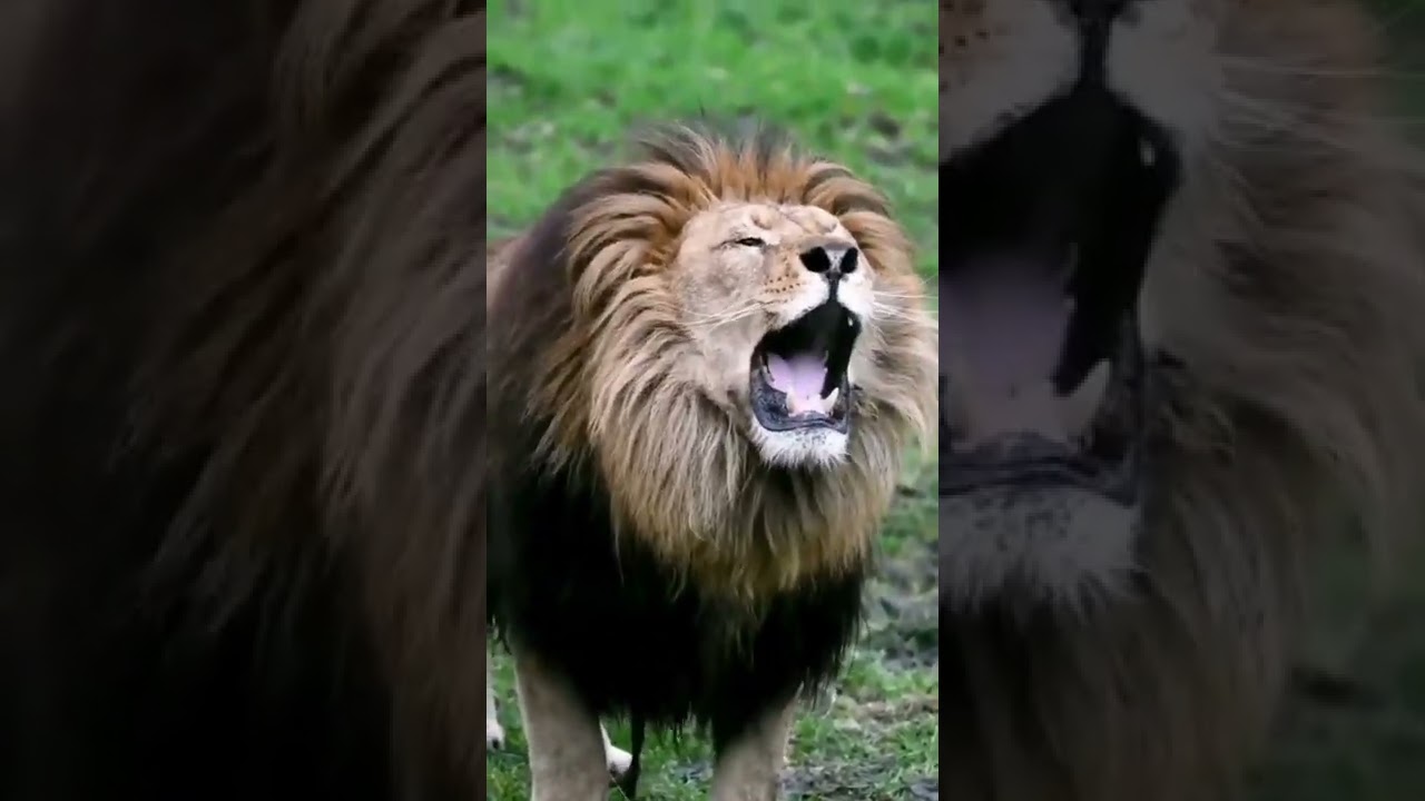 K&uuml;kreyen Aslan  !