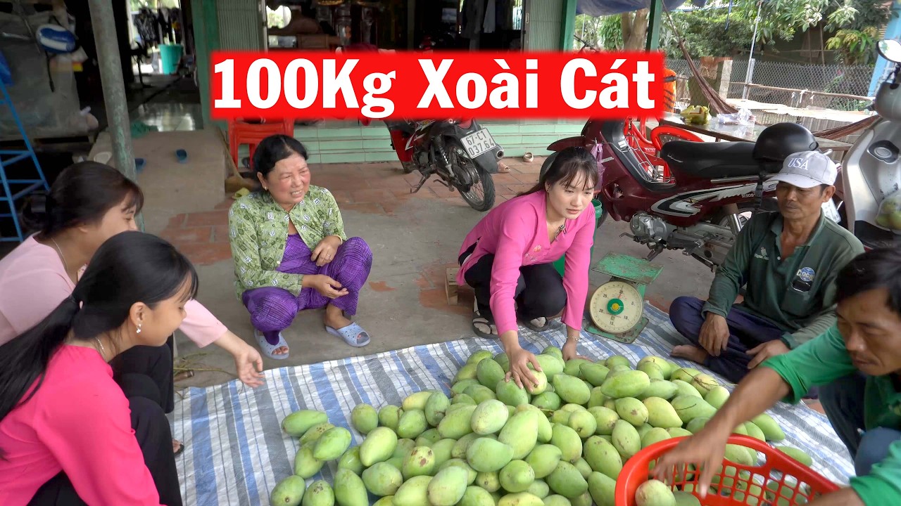 Ông Bà 9 Thu Hoạch XOÀI CÁT HÒA LỘC Mà Chưa Bán Được Nhưng Gặp May Mắn ?