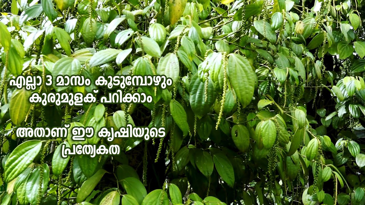 ഇതല്ലാതെ ഏത് കൃഷി ചെയ്താല്‍ 3 മാസങ്ങള്‍ കൂടുമ്പോള്‍ വിളവെടുക്കാം ?
