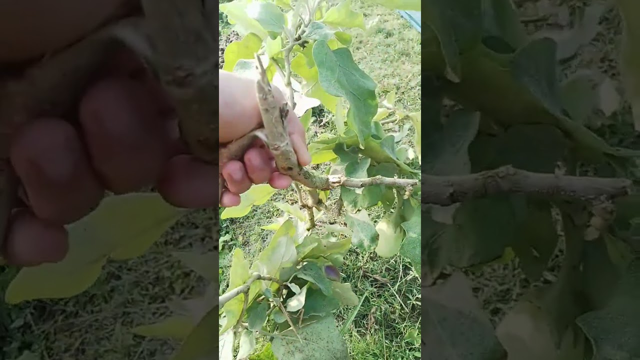 🌿🍃সবজি বাগান,,+ব্রকলি ক্ষেত 🍀☘️🪴