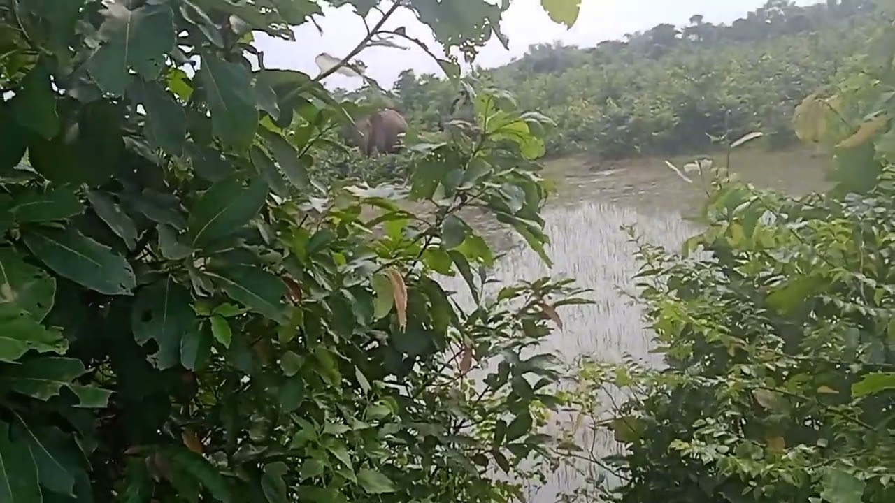 Supper Elephant vlog video🐘............!!