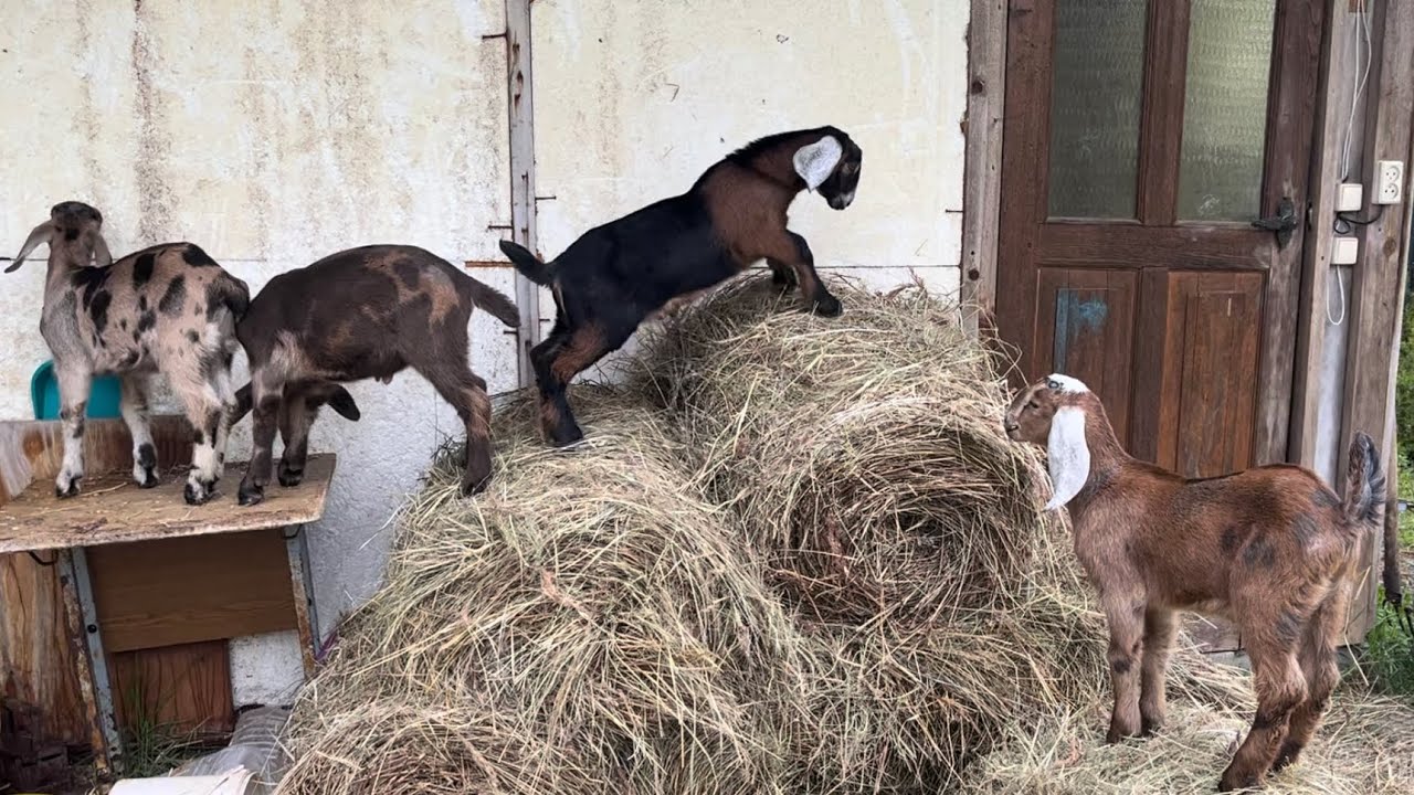 Сколько мои козы 🐐дают молока//продаю классных🥰козлят