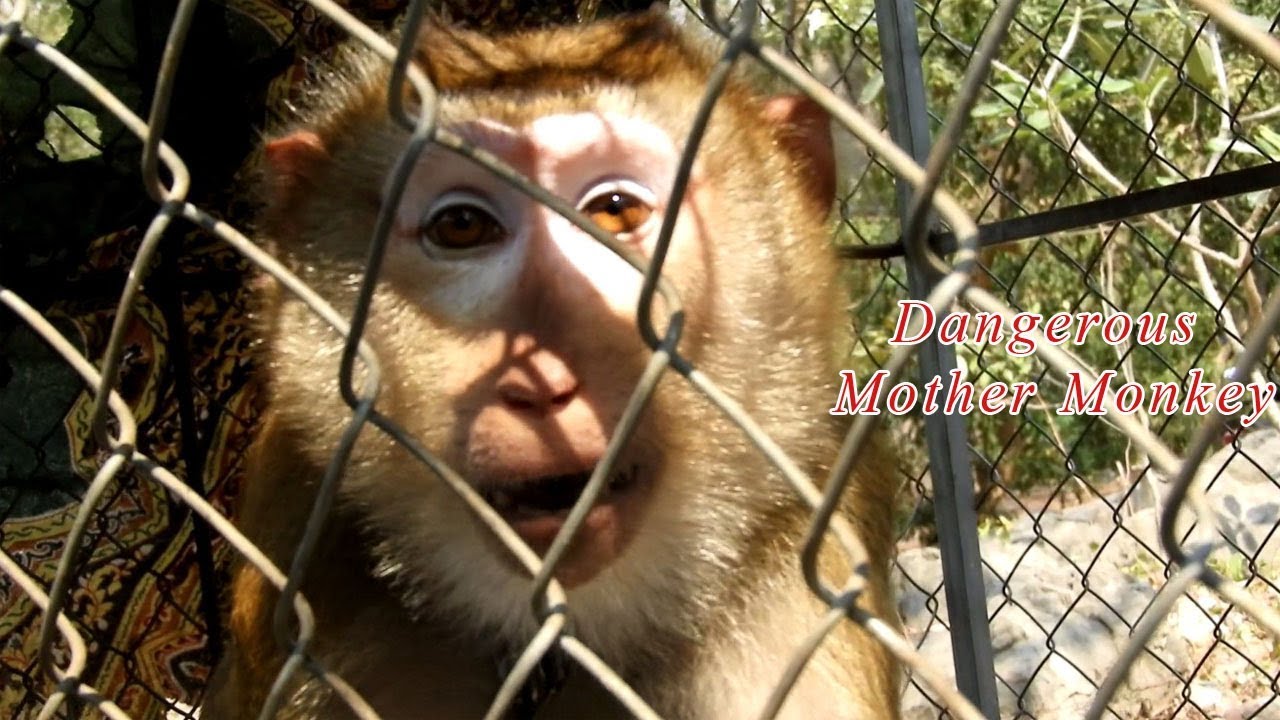 Dangerous mother monkey, Cute mother put in cage because attach visitor