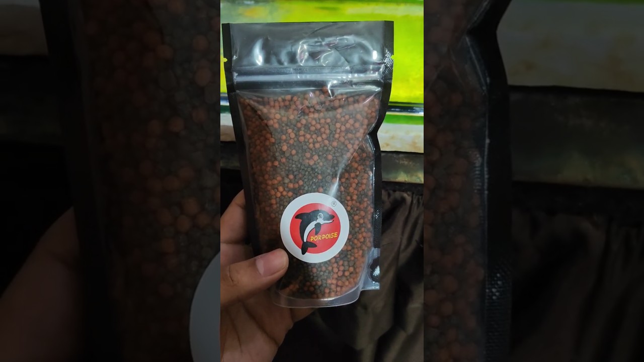 El mejor alimento para tus goldfish #peces #acuariofilia #acuario #goldfishtank #fish #goldfish
