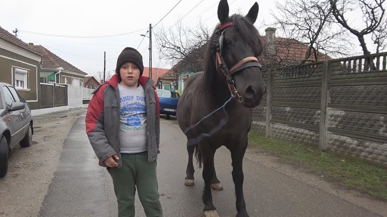 Caii lui Darius de la Sintandrei, Bihor 3 feb 2018