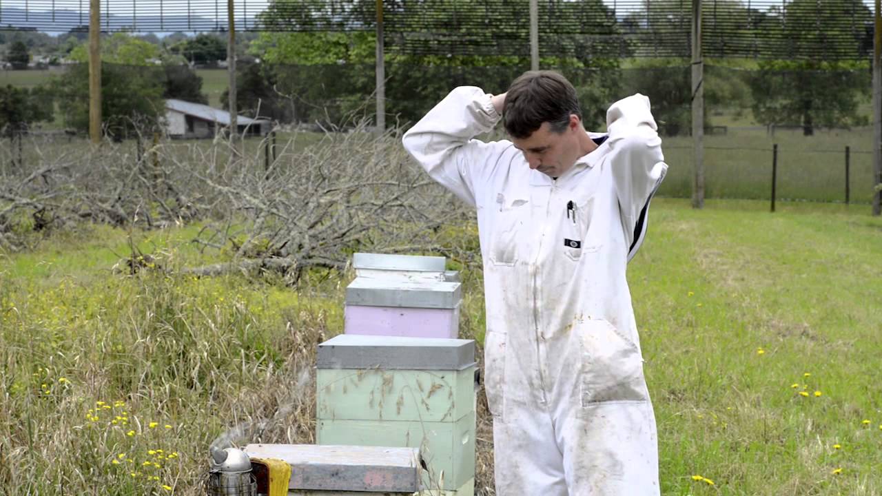 AFB elimination 9 - Collecting cell and bee samples