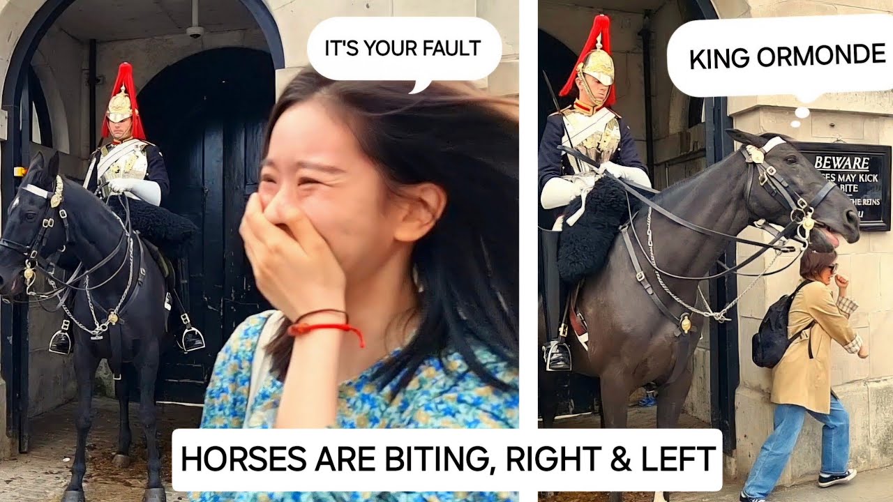 ORMONDE: Both Horses are "BITING" Tourists Who are Ignoring the Sign at Horse Guards in London
