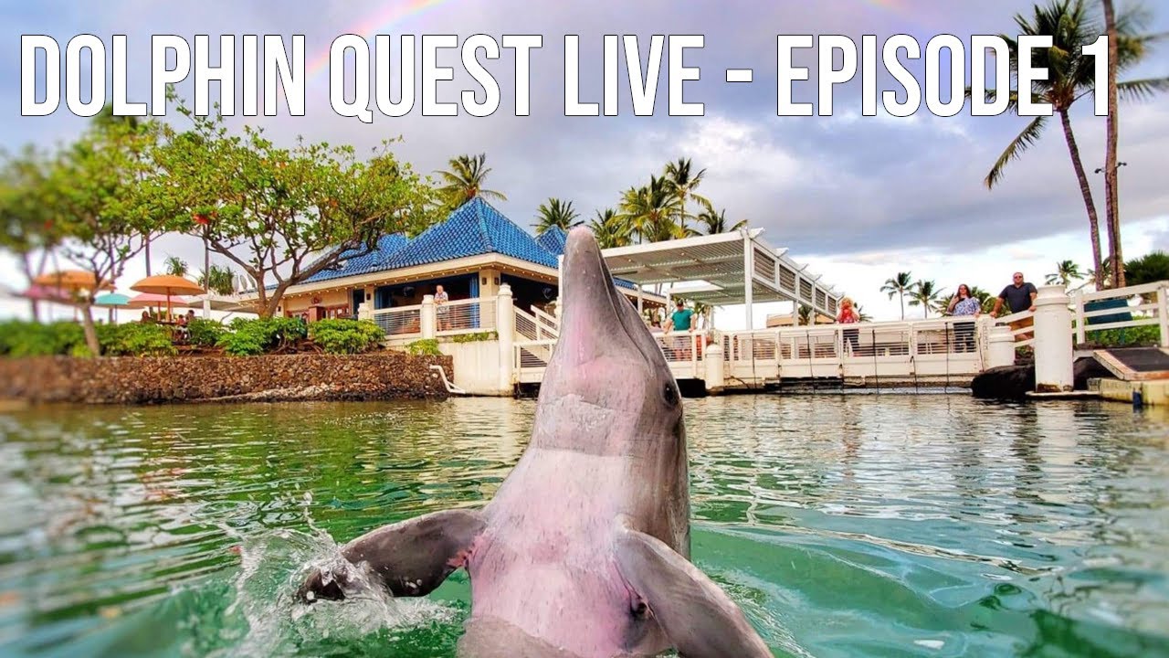 Dolphin Quest LIVE - Daily Dolphin Assessment