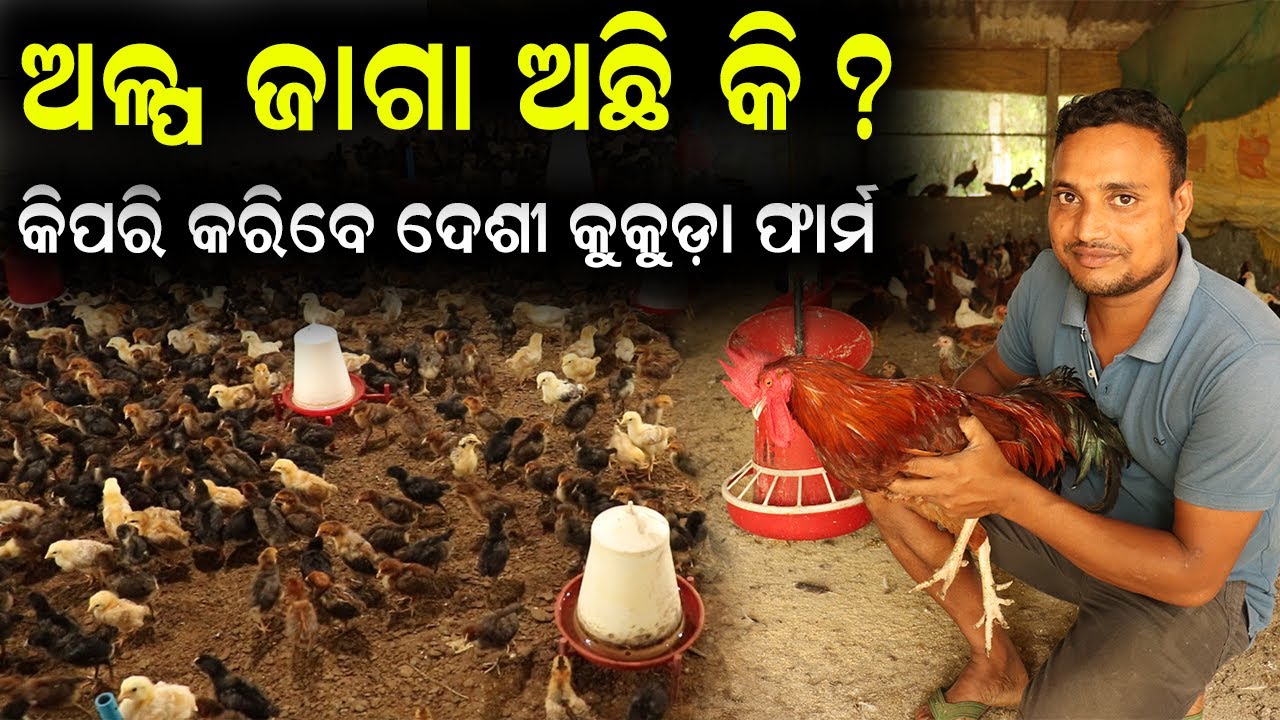 ଅଳ୍ପ ଜାଗାରେ ଦେଶୀ କୁକୁଡ଼ା ପାଳନ || How To Do Desi Chicken Farming in Odisha. @EfarmingOdisha