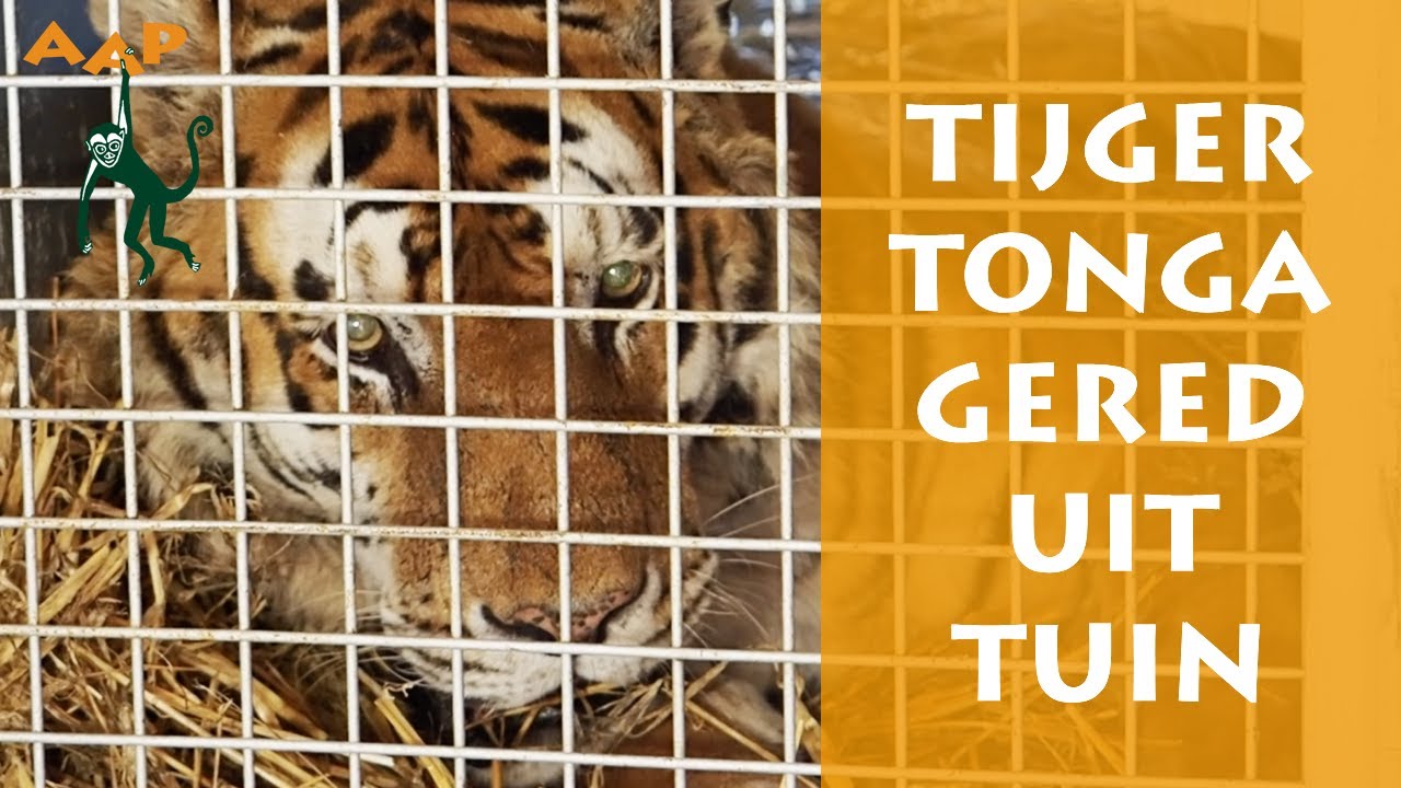 Tijger Tonga gered uit tuin in Duitsland - Stichting AAP