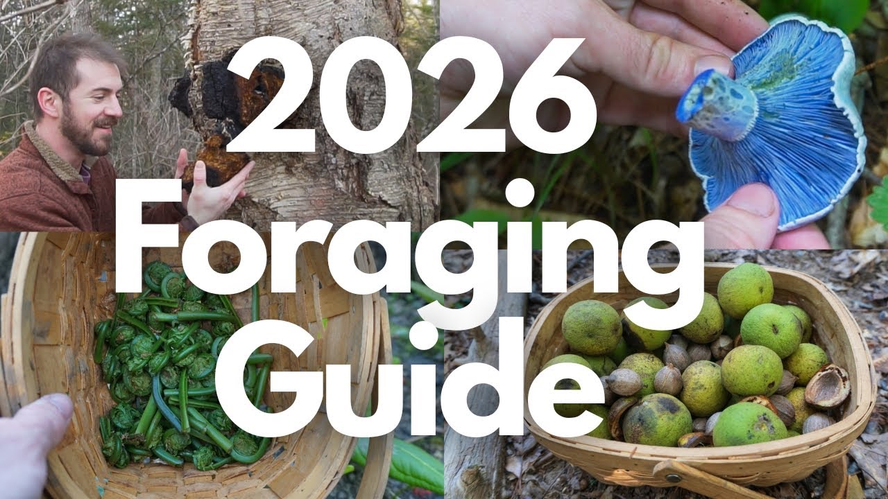2026 Foraging Guide to Wild Mushrooms and Plants!