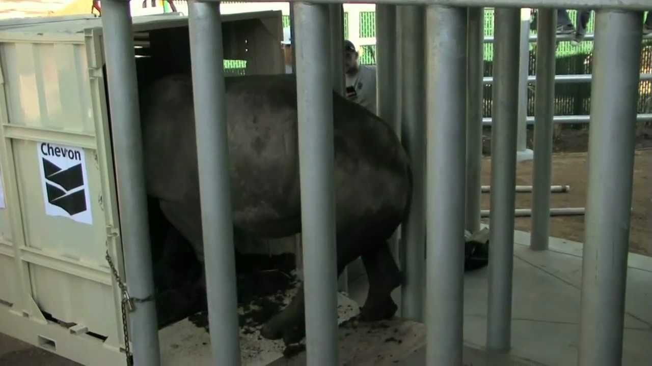 Rhinos at the Houston Zoo: Their Story