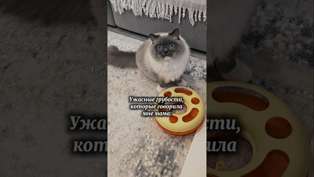 Котопсихолога в студию😾