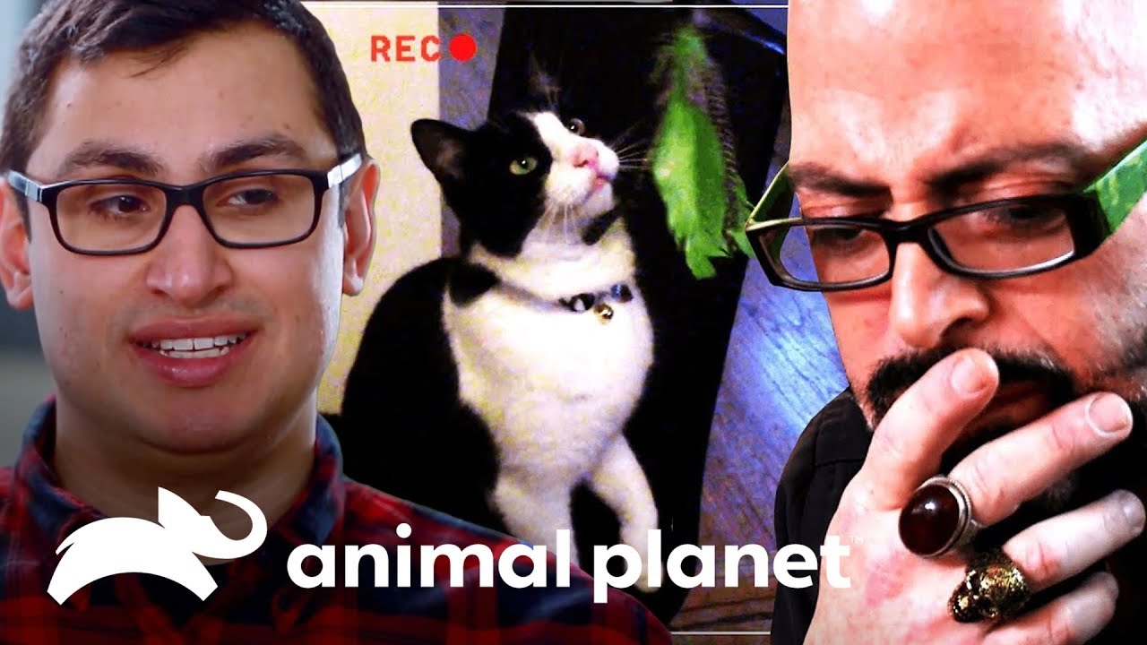 As melhores dicas para donos de gatos | Meu Gato Endiabrado | Animal Planet Brasil