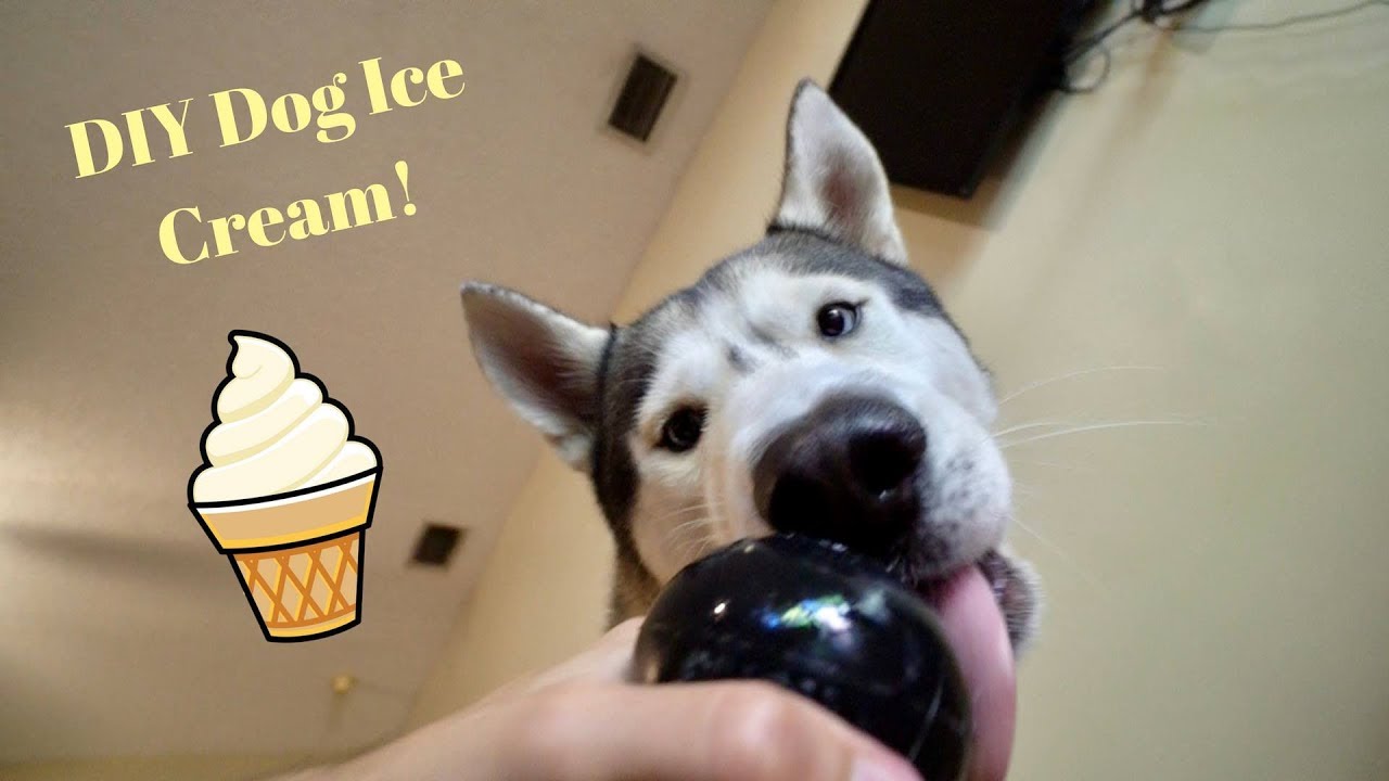 DIY Dog Ice Cream! Peanut Butter Pumpkin Kong Ice Cream for 400k Subscribers!