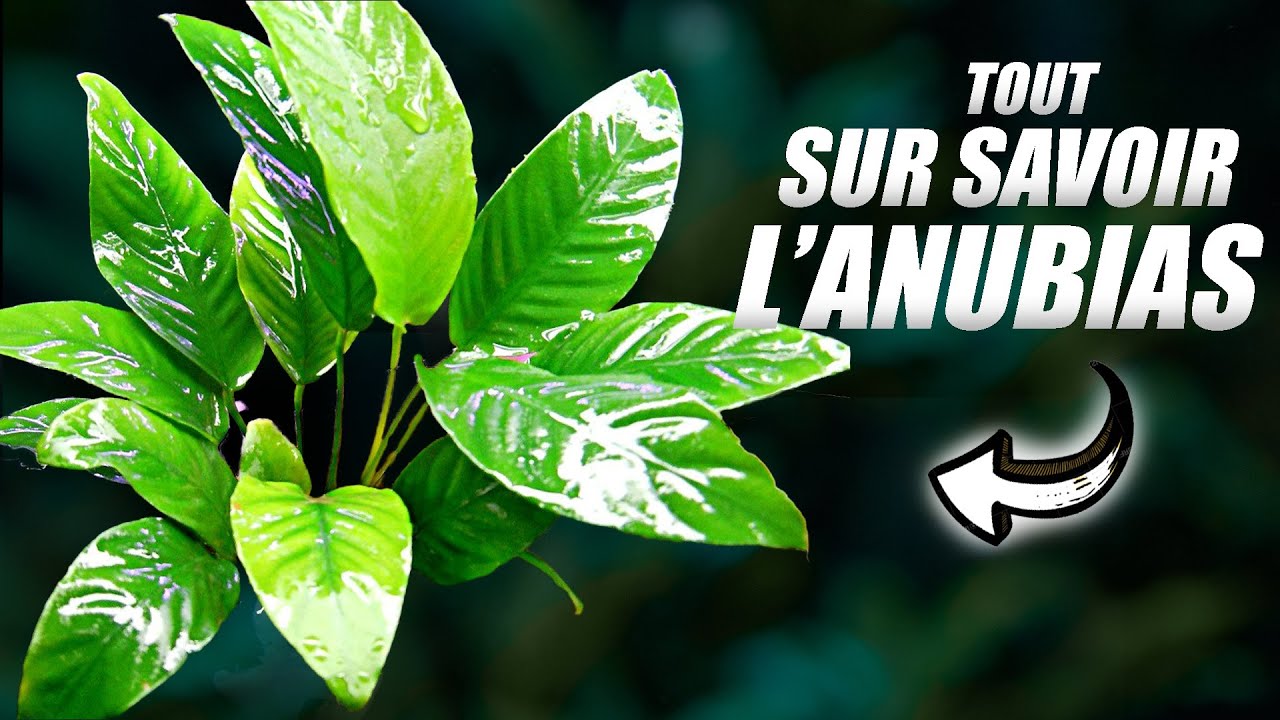 L' Anubias, la Reine des Aquariums!