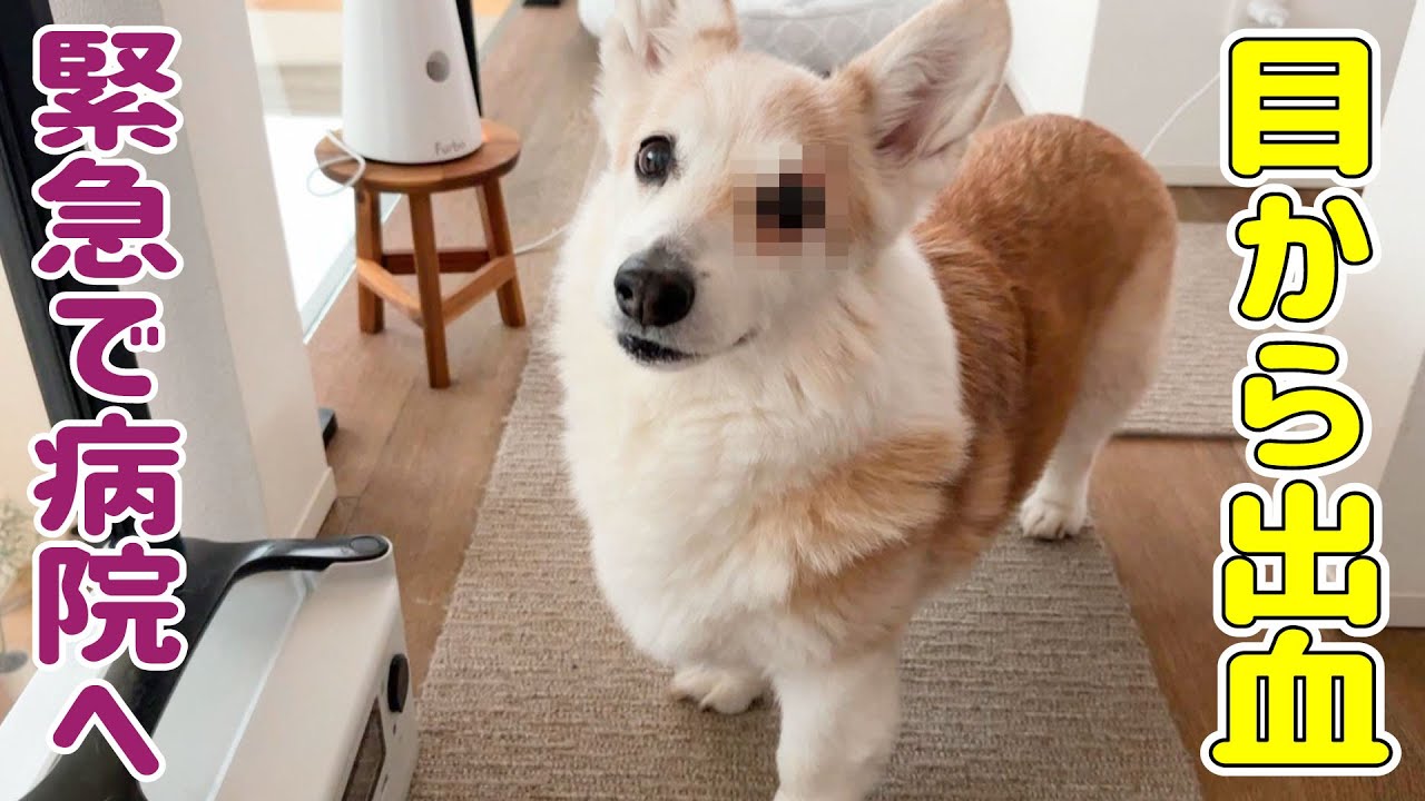 愛犬の目が血まみれに...緊急で病院に行ってきました