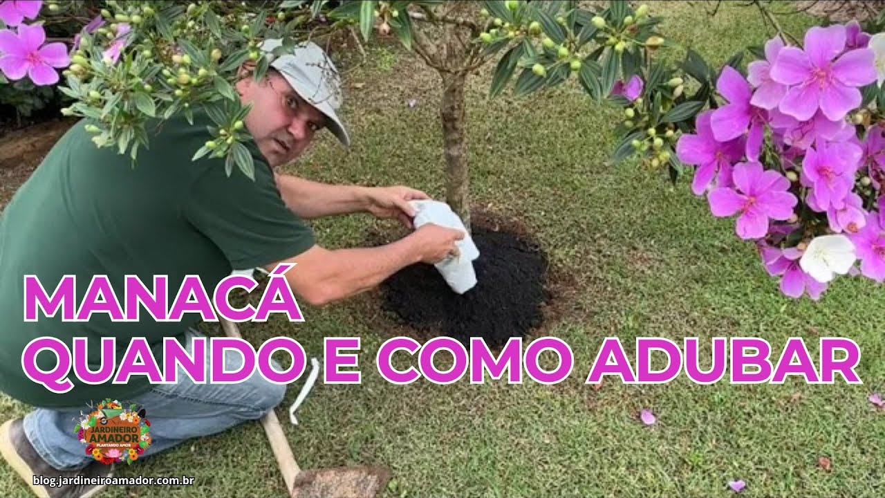 Coroamento e Adubação do Manacá-da-Serra | Flores na Certa