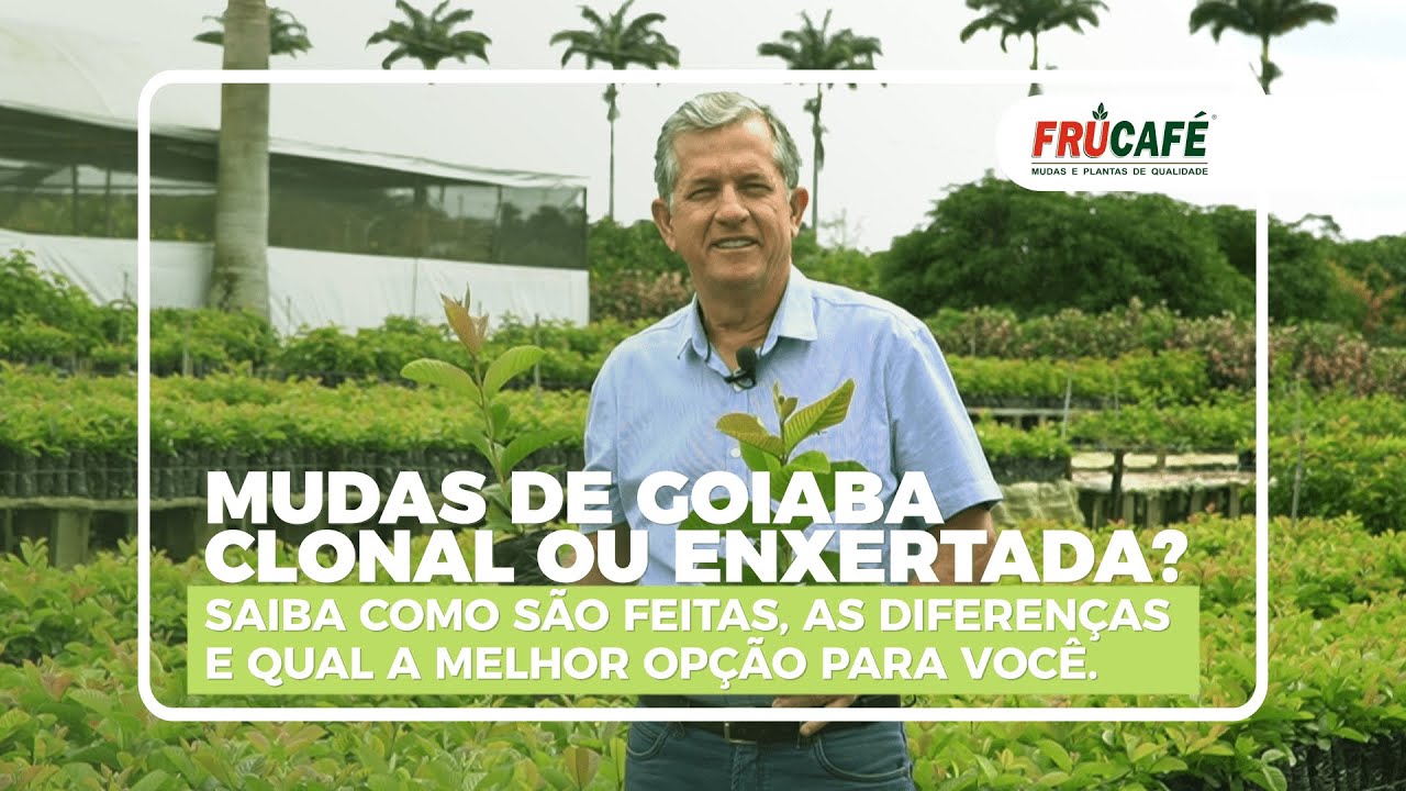 Qual a Diferença da Muda de Goiaba Clonal para a Enxertada?