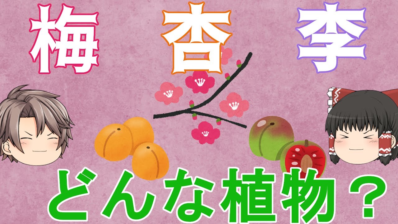 【ゆっくり解説】ウメ・アンズ・スモモは何が違う？どんな植物？