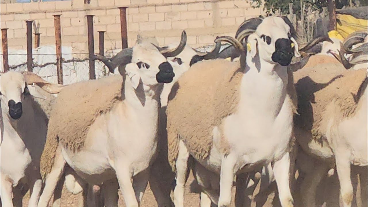 شاهد أجمل فحول للكساب فتحي يونس لي غادي يقدم أمام اللجنة  ديال أنوك يوم /4/2/2025 فرجة ممتعة