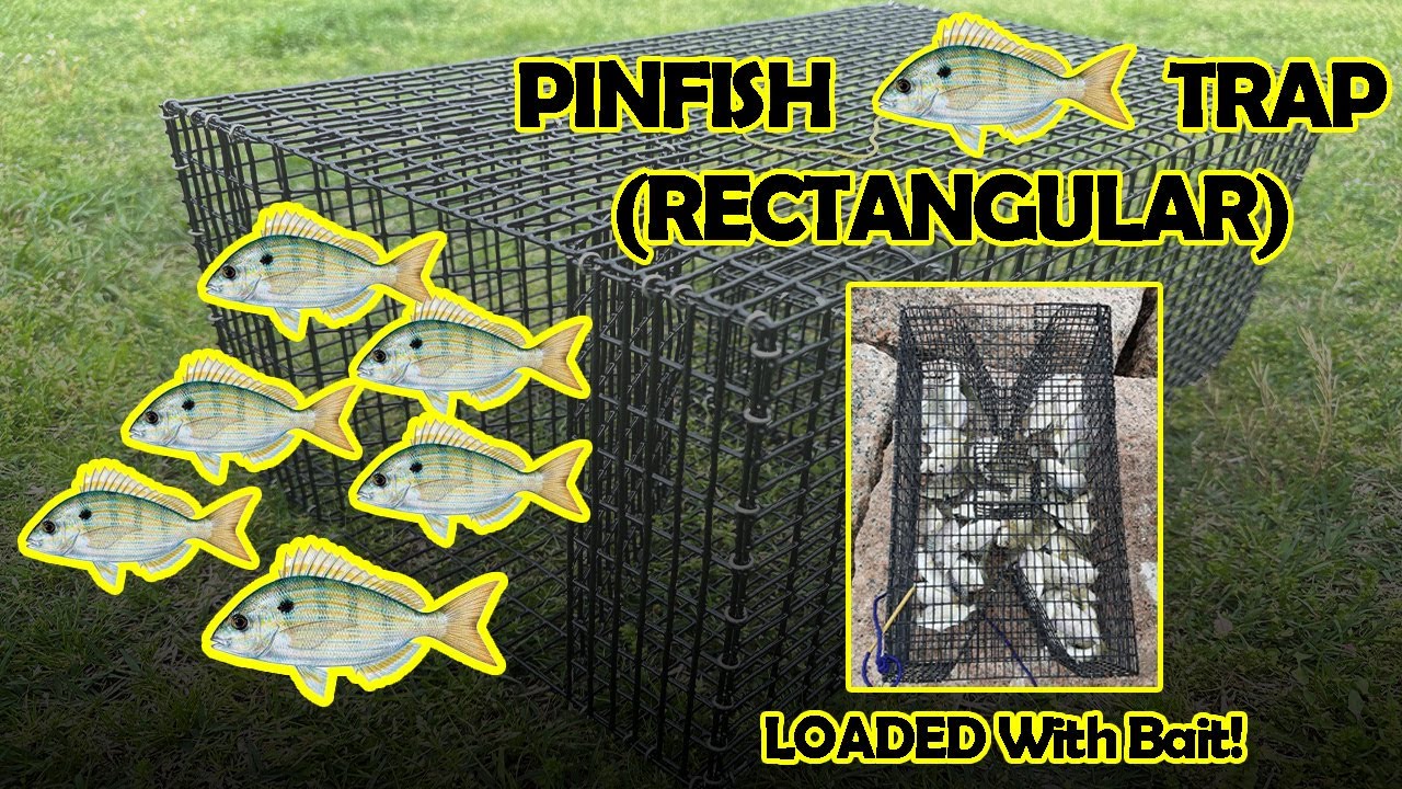 Pinfish Trap - 2024 Rectangular Model Walkthrough