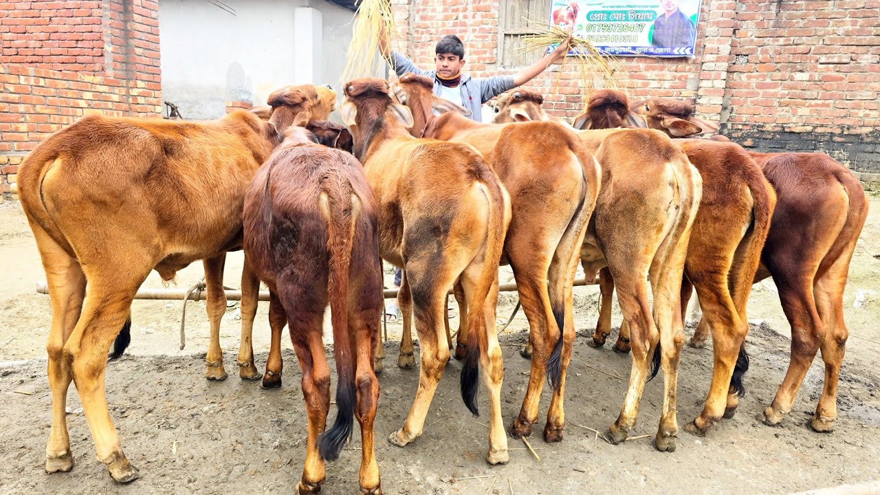 30/12/25/এই শীতে জমে যাওয়ার মতন একটা দাম থাকবে শাহীওয়াল ষাঁড় বাছুর গরু ক্যাশ অন ডেলিভারিতে।