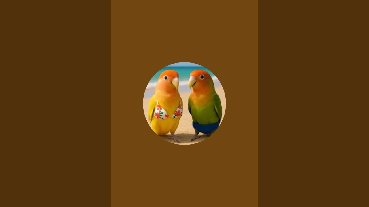 calopsitas🐦fofas ao vivo cantando e brincando👍