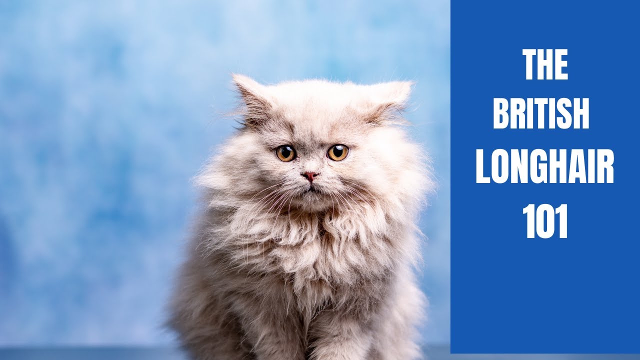 The British Longhair Cat  A Complete Guide