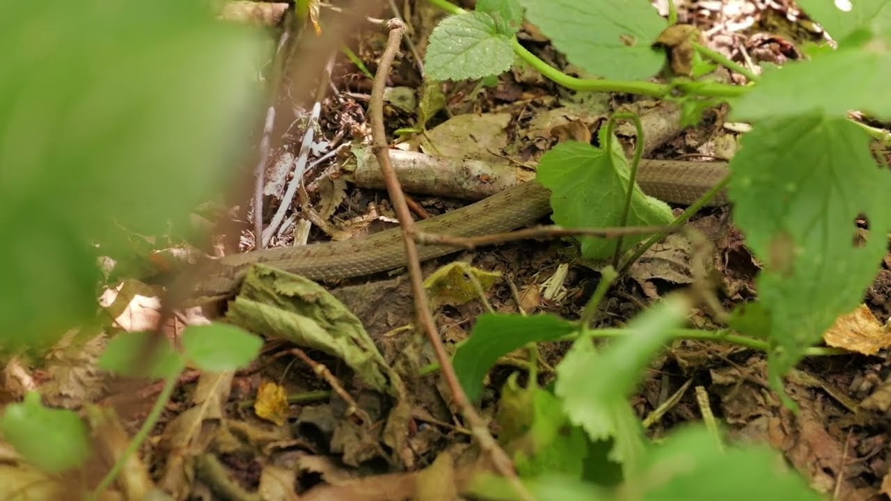 Coronella austriaca - Herpetological Conservation & Biology