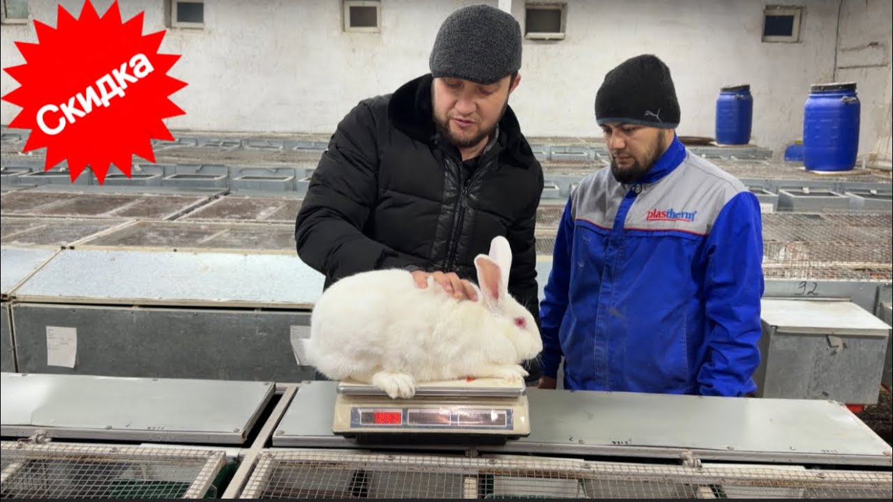 HIKOL QUYONLARINI OPTIM NARXLADA XARID QILIN #хикол #xikol #hikol