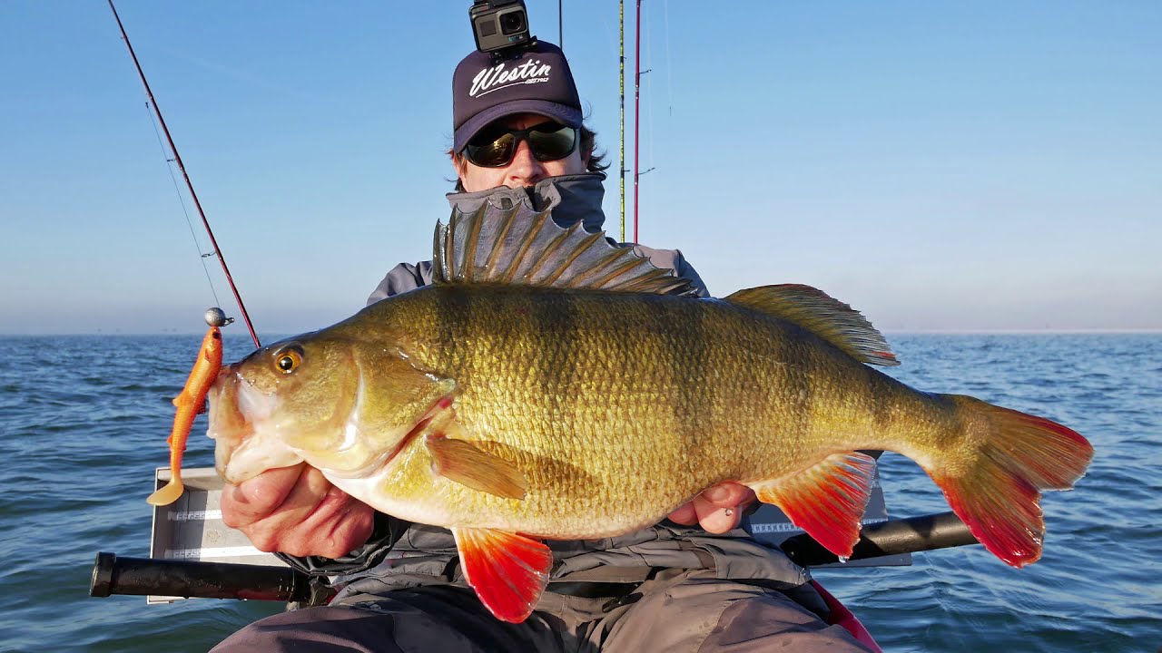Casting for BIG MONSTER Perch at the Dutch Haringvliet lake with the BullTeez from Westin-Fishing