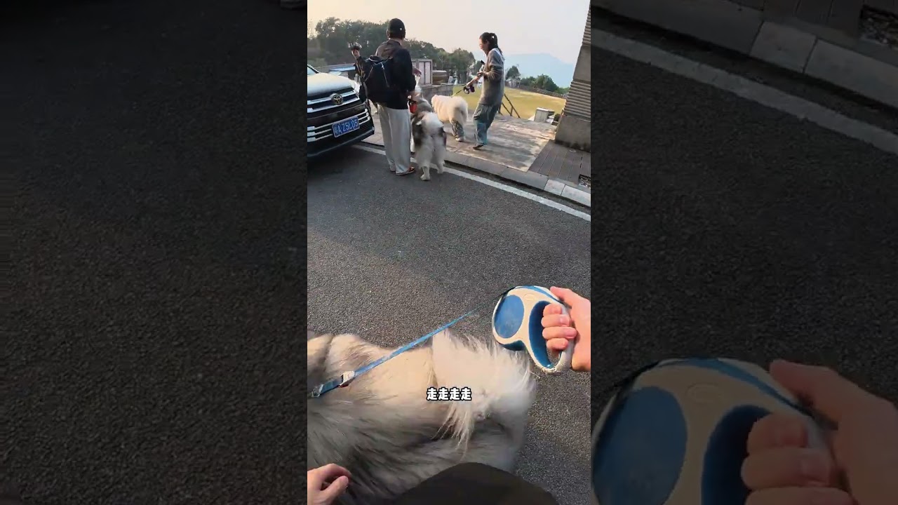 Meet the Internet puppy #Alaska#Alaska daily#Haopenggou#Pet care vlog#I m shooting a very