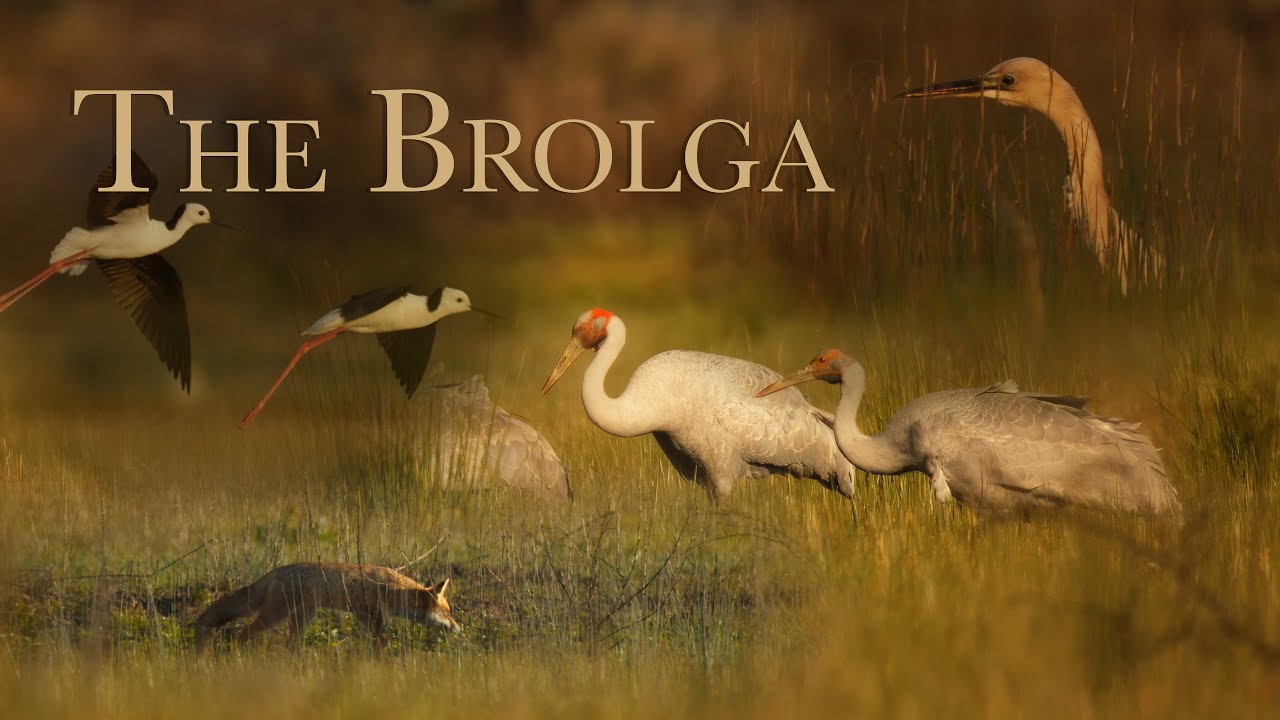 The Brolga