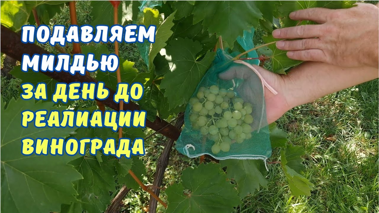 СРОЧНО останавливаем вспышку милдью и оидиумна винограднике.