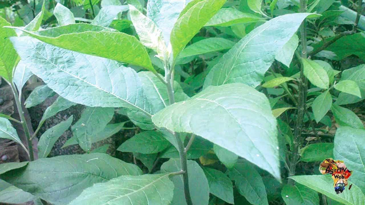 NDOLE, BITTER LEAF ou VERNONIA : cultivez et surtout transformez