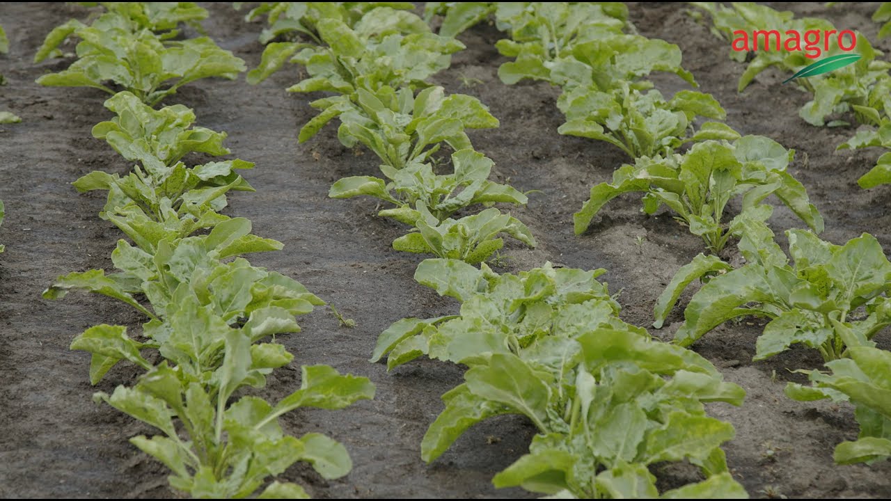 Zalecenia agrotechniczne dla buraka cukrowego – co robić przy nierównych wschodach?