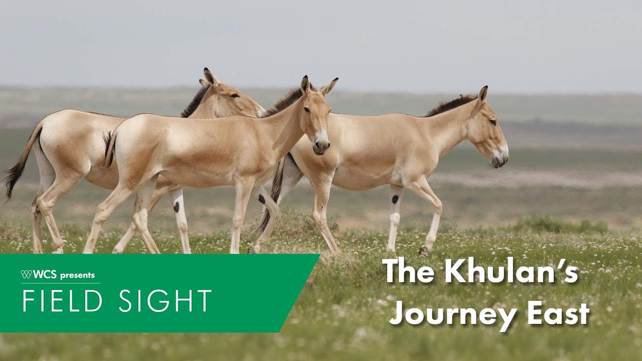 Khulan's Journey East