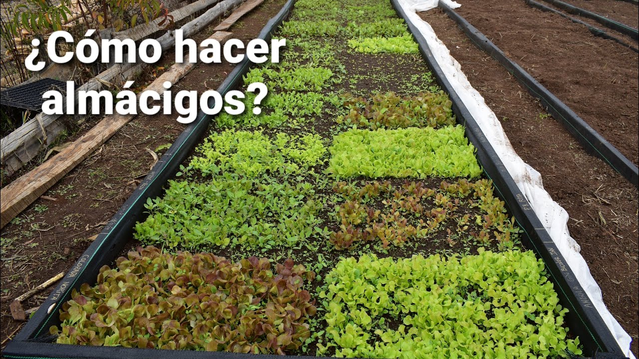Cómo sembrar y trasplantar tu huerta || #almacigos #huerto