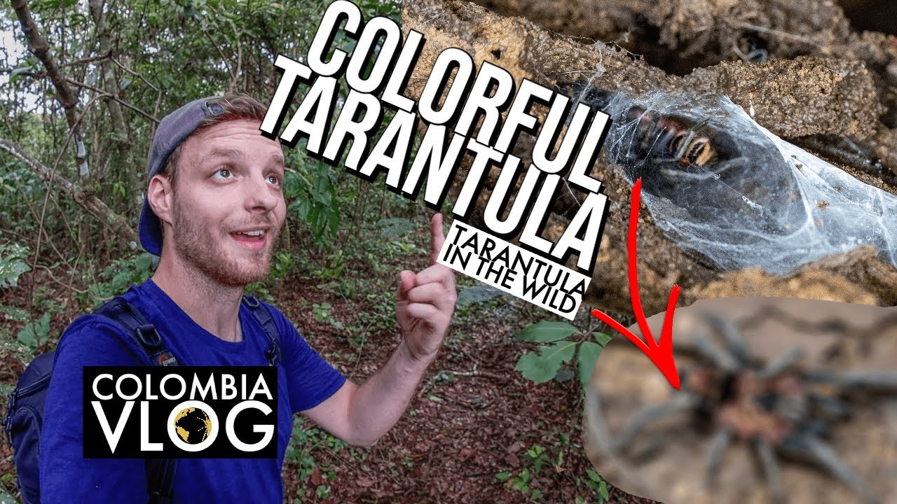 Охота на диких тарантулов в Колумбии! | Cyriocosmus leetzi
