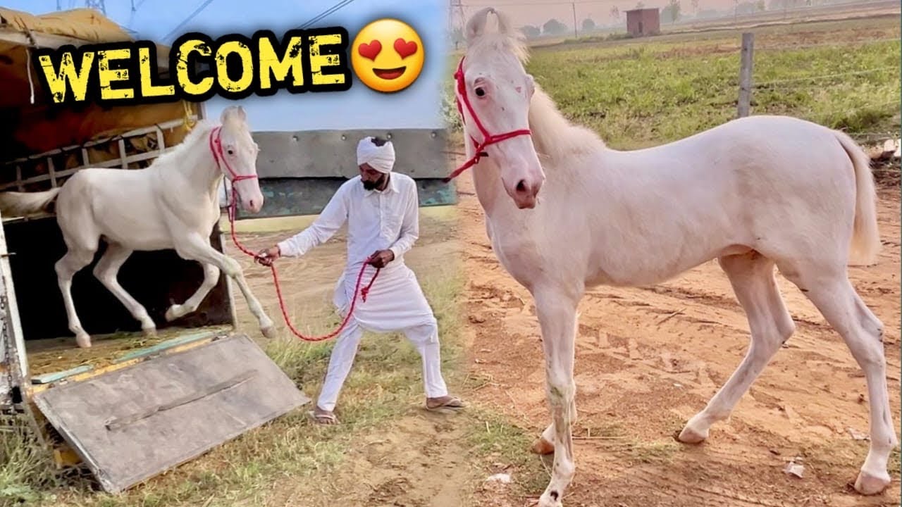FINALLY ABOHAR LINE Ka White Ghoda Aagya 🙏🏻😍