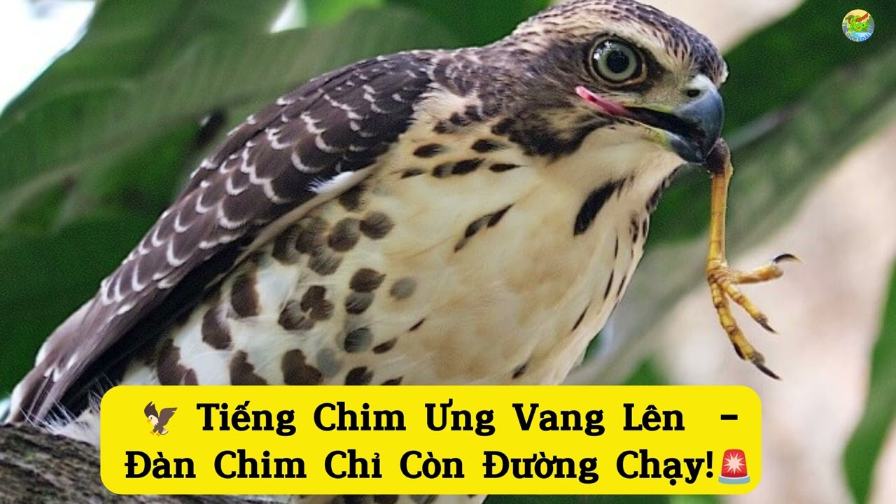 Tiếng Chim Ưng Vang Lên  – Đàn Chim Chỉ Còn Đường Chạy!🦅